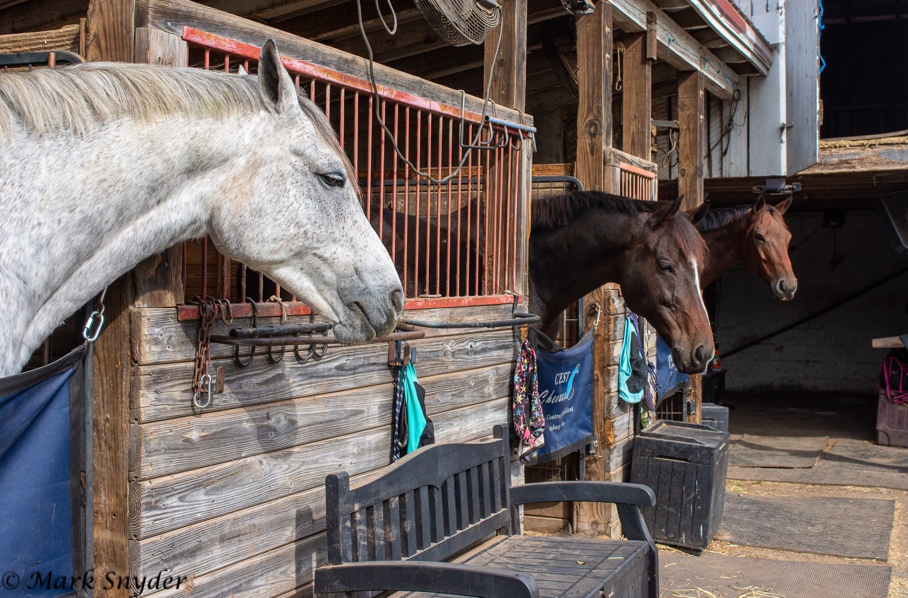 Three horses looking out of their stalls in the C'est Chevaux aisle