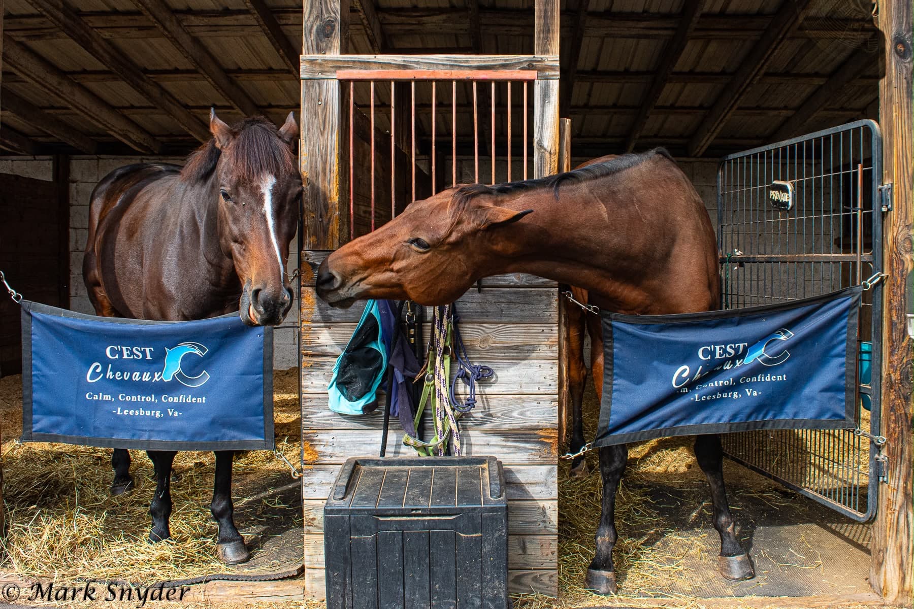 Two bay horses in their stalls at C'est Chevaux, navy stall guards on the doors